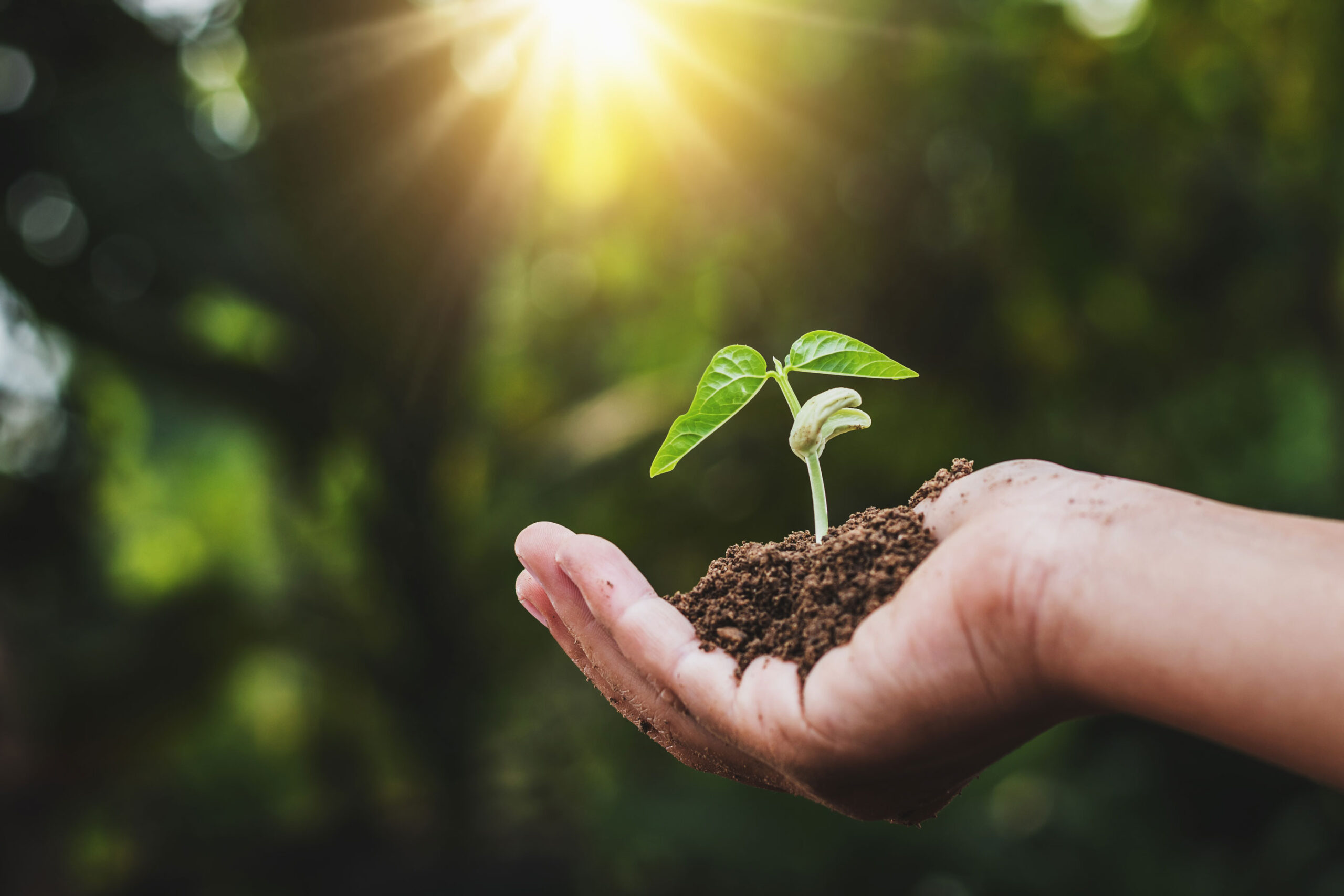 Hand holding soil with a small green seedling sprouting, sunlit blurred forest background