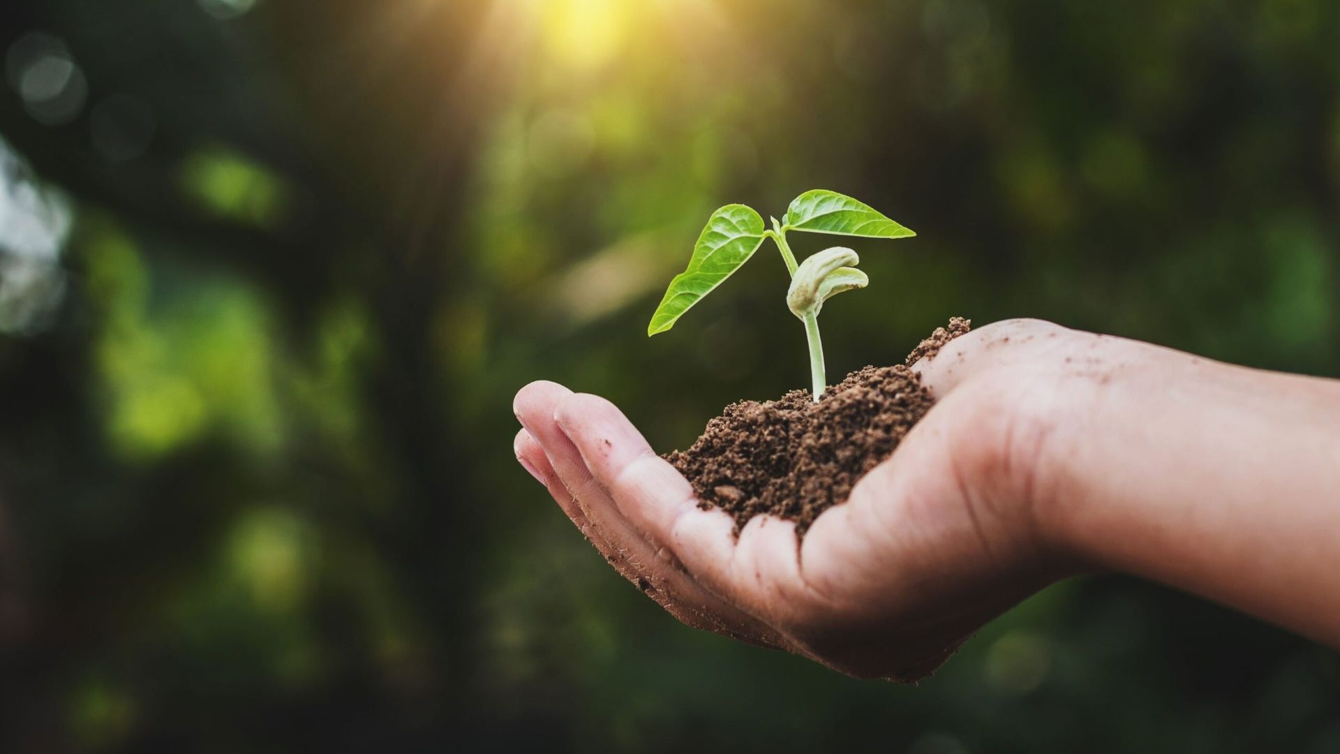 Hand holding soil with a young green seedling sprouting, sunlit blurred forest background