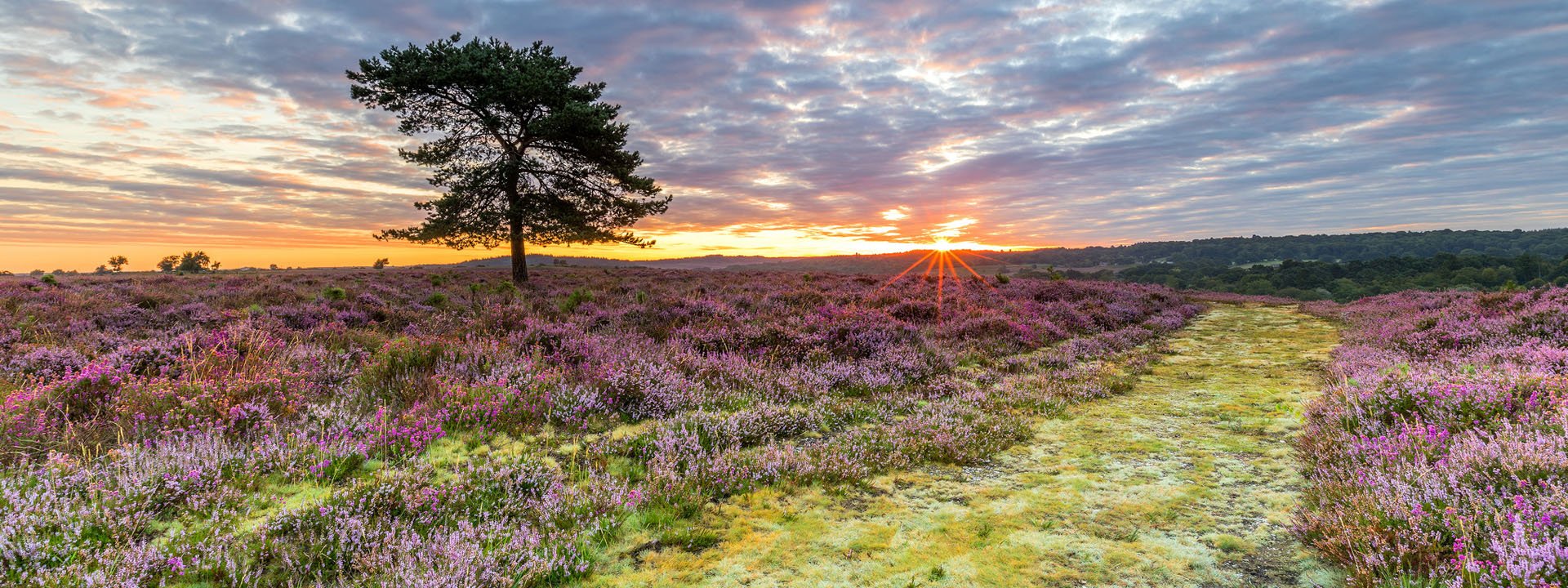 Sunrise over purple heather heathland with a lone pine tree and a grassy path leading toward distant hills under cloudy sky