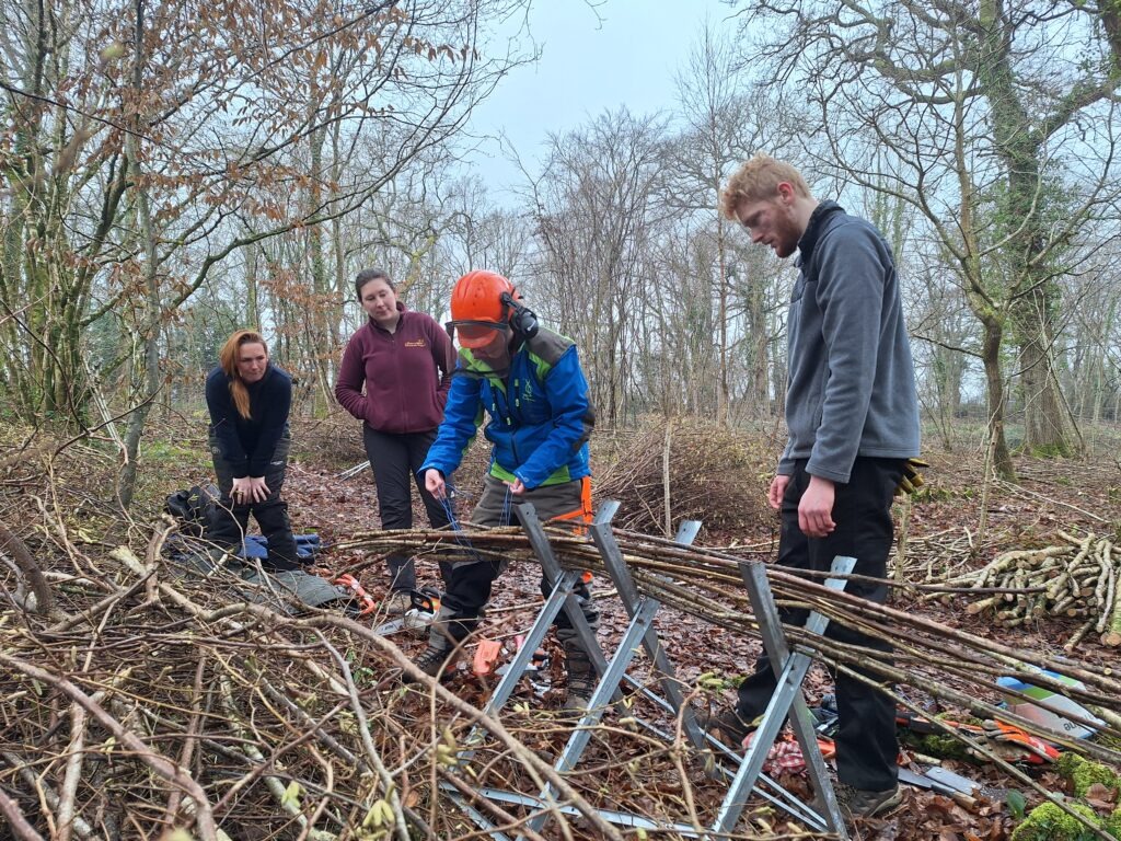 Four people in woodland watch a worker in an orange helmet tying cut branches on a hedgelaying frame among piles of brushwood