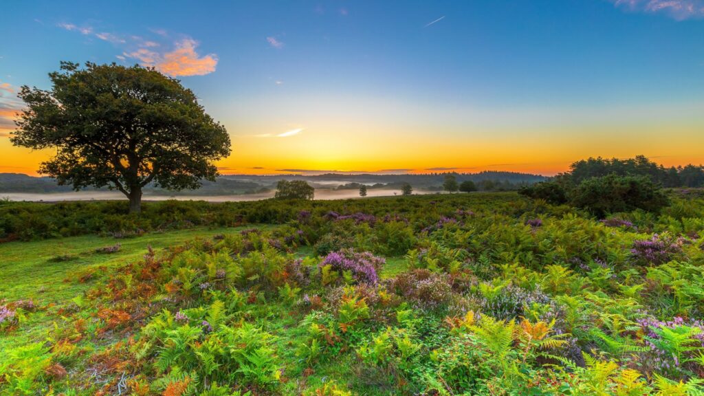 Lone tree on a grassy heath with purple heather and ferns, misty valley and distant woods under a colorful sunrise sky
