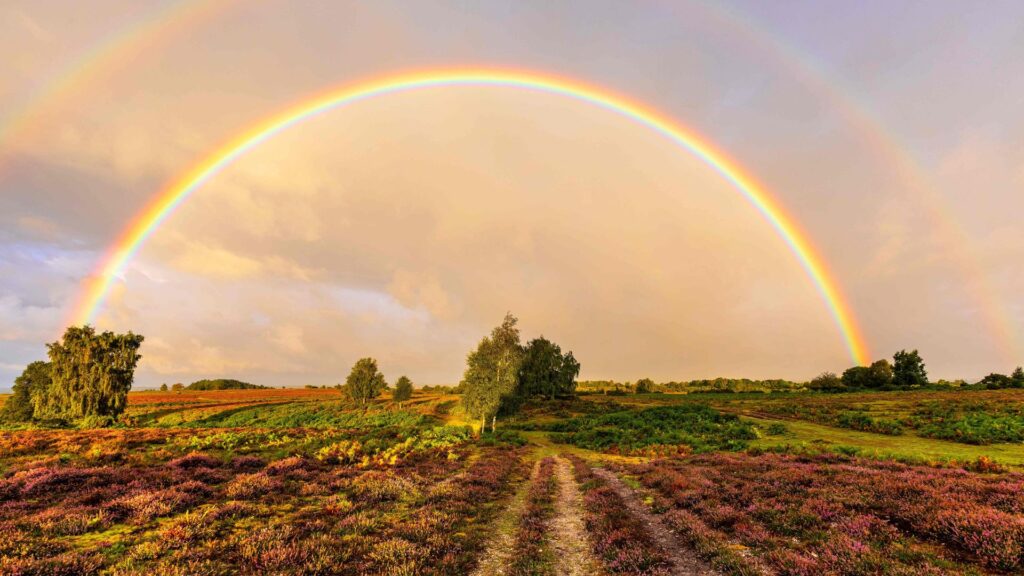 Bright rainbow arching over a heathland landscape with a dirt path, purple heather, and scattered trees under golden clouds