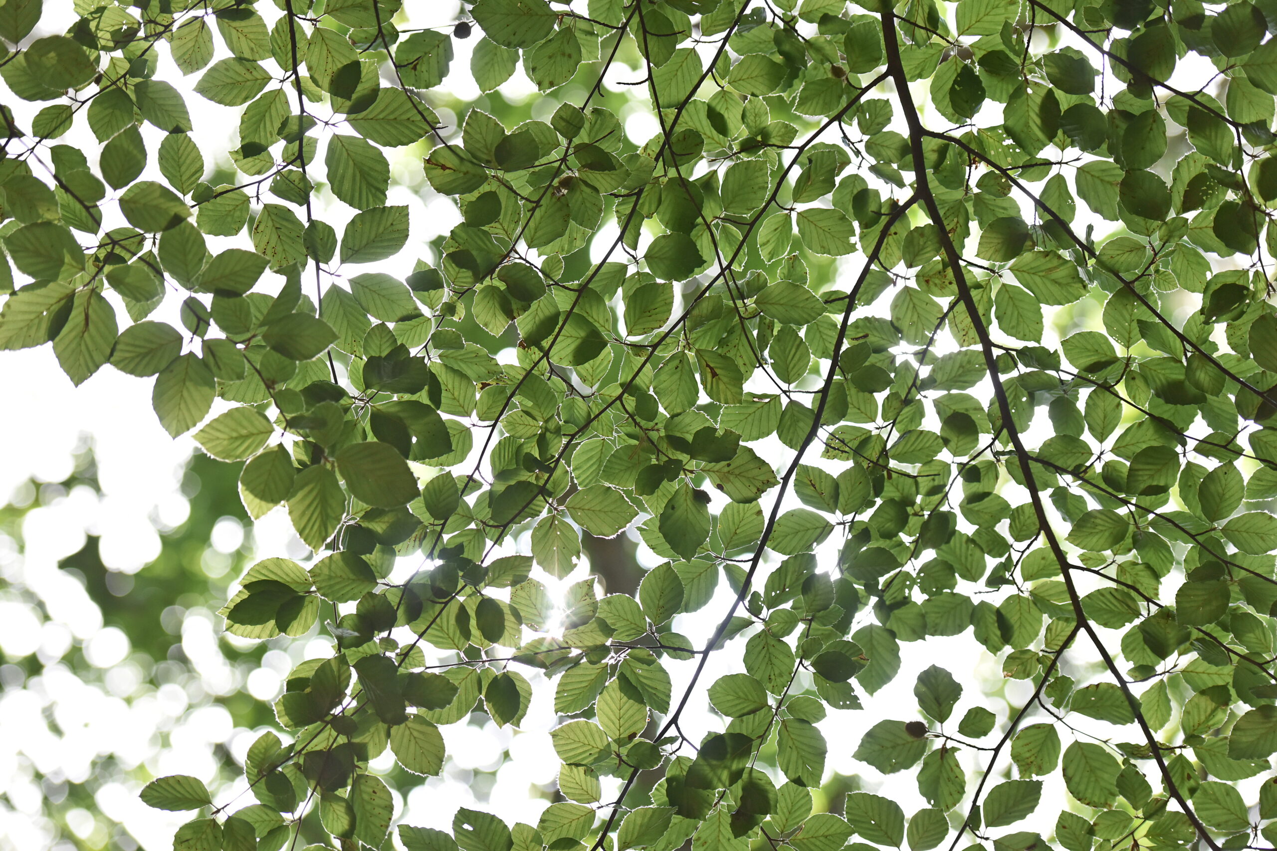 Sunlight filtering through green beech leaves and thin branches, viewed from below in a woodland canopy