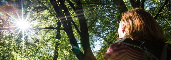 Person with backpack looking up at sunburst through tall green trees in a forest