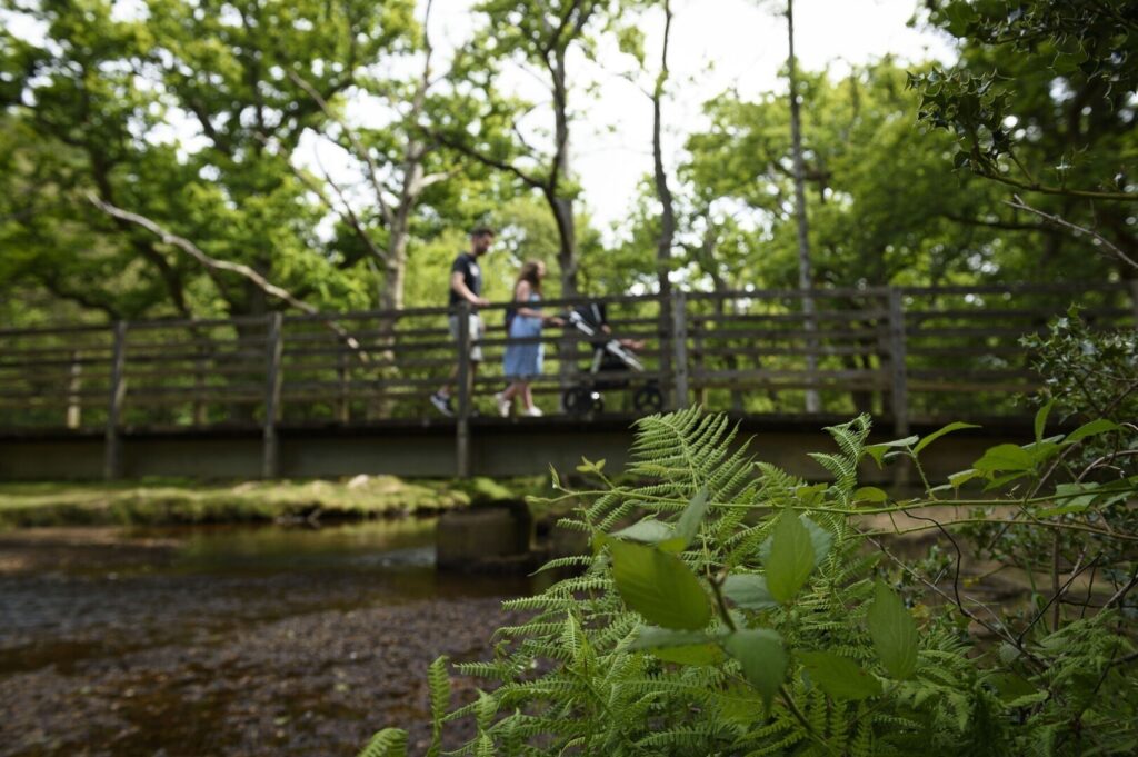 Couple pushes a stroller across a wooden footbridge over a creek, surrounded by green trees and ferns in the foreground