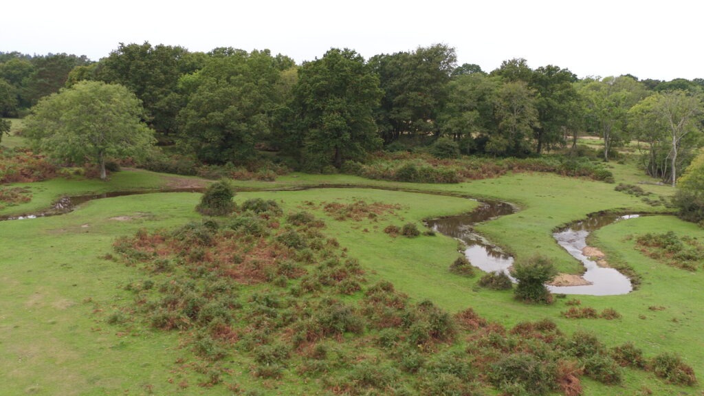 Aerial view of a winding stream through grassy wetland, bordered by shrubs and a dense line of trees