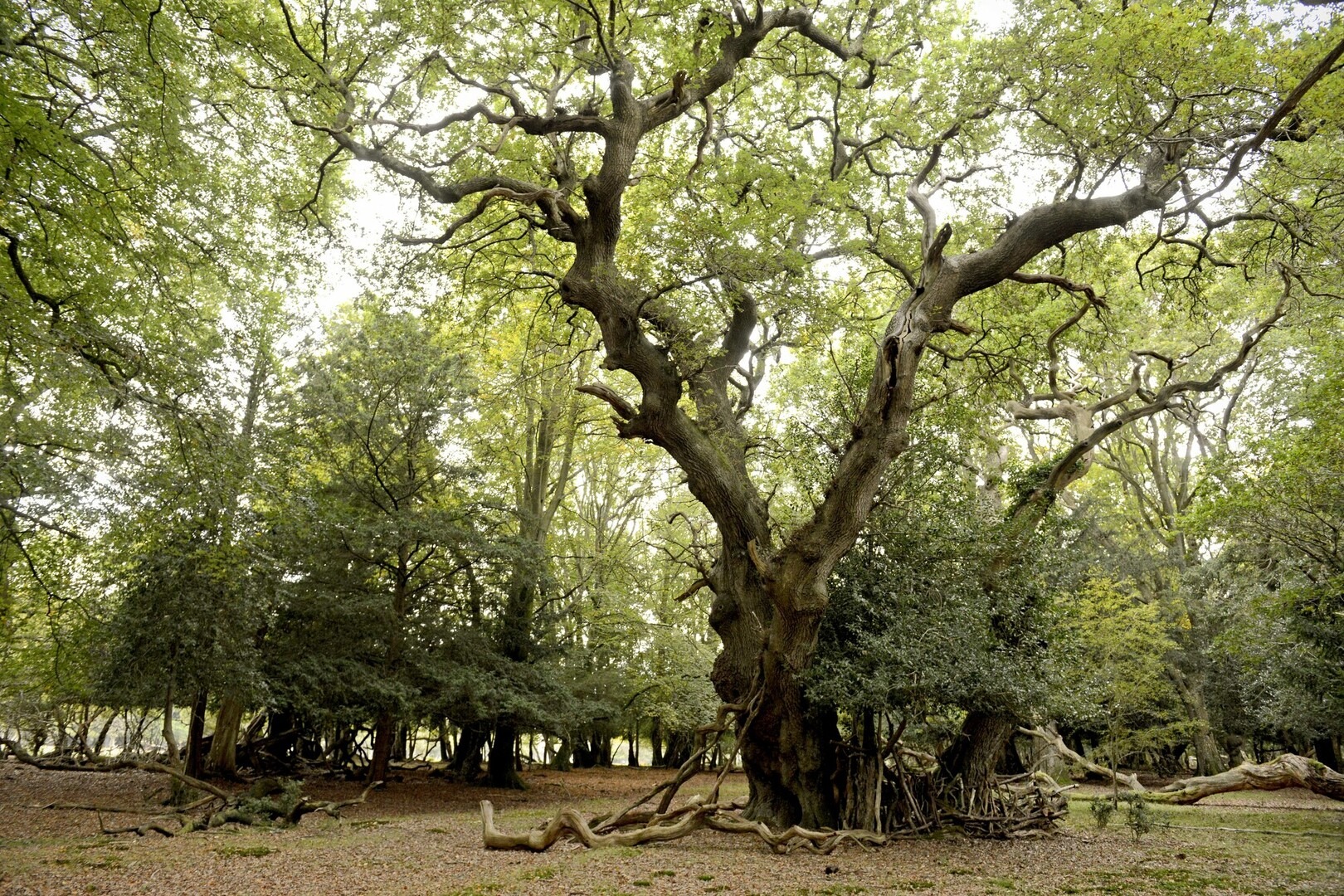 Ancient oak tree with sprawling branches and exposed roots in Ashurst woodland, New Forest in early autumn